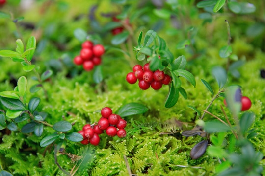 tip-article-image-Arbutyna - naturalny składnik kosmetyków o właściwościach rozjaśniających