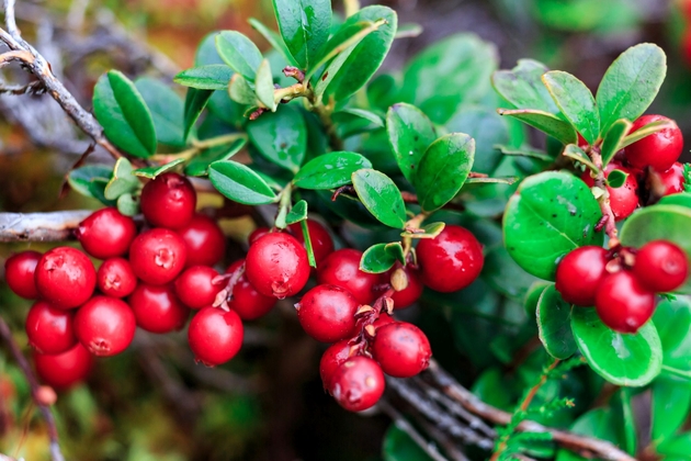 tip-article-image-Arbutyna - naturalny składnik kosmetyków o właściwościach rozjaśniających