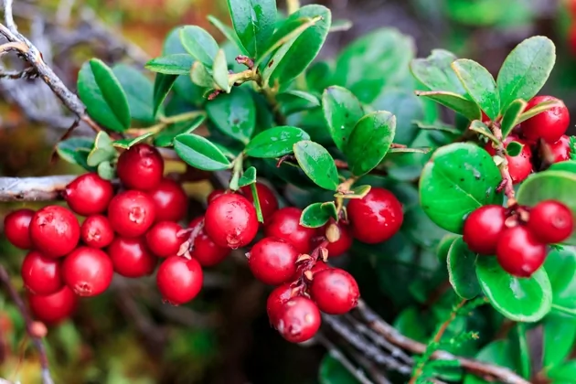 tip-article-image-Arbutyna - naturalny składnik kosmetyków o właściwościach rozjaśniających