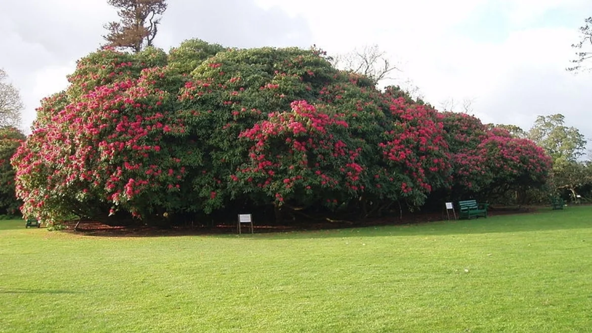Aranżujemy rodzinny ogród z Future Gardens